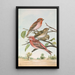 Carpodacus erythrinus Pall Carpodacus roseus - Johann Friedrich Naumann — ingelijst kunstwerk aan de muur