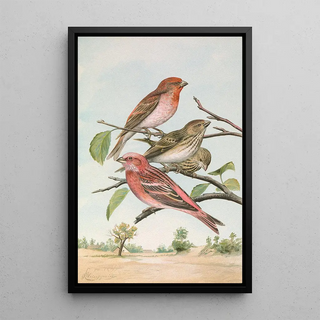 Johann Friedrich Naumann - Carpodacus erythrinus Pall Carpodacus roseus.webp