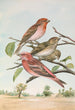 Carpodacus erythrinus Pall Carpodacus roseus - Johann Friedrich Naumann — weergave van het kunstwerk
