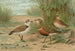 Charadrius alexandrinus Charadrius morinellus - Johann Friedrich Naumann — weergave van het kunstwerk