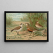 Charadrius alexandrinus Charadrius morinellus - Johann Friedrich Naumann — ingelijst kunstwerk aan de muur
