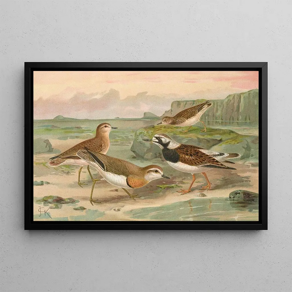 Johann Friedrich Naumann - Charadrius asiaticus Arenaria interpres.webp