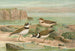 Charadrius dubius Scop - Johann Friedrich Naumann — weergave van het kunstwerk