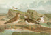 Charadrius morinellus Arenaria interpres Charadrius alexandrinus - Johann Friedrich Naumann — weergave van het kunstwerk
