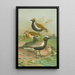 Charadrius pluvialis Charadrius squatarola - Johann Friedrich Naumann — ingelijst kunstwerk aan de muur