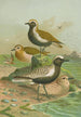 Charadrius pluvialis Charadrius squatarola - Johann Friedrich Naumann — weergave van het kunstwerk