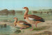 Chenalopex aegyptiacus - Johann Friedrich Naumann — weergave van het kunstwerk