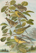Chrysomitris spinus Chrysomitris citrinella Chrysomitris corsicanus - Johann Friedrich Naumann — weergave van het kunstwerk