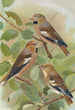 Coccothraustes coccothraustes - Johann Friedrich Naumann — weergave van het kunstwerk