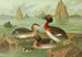 Colymbus auritus L Grèbe cornu - Johann Friedrich Naumann — weergave van het kunstwerk