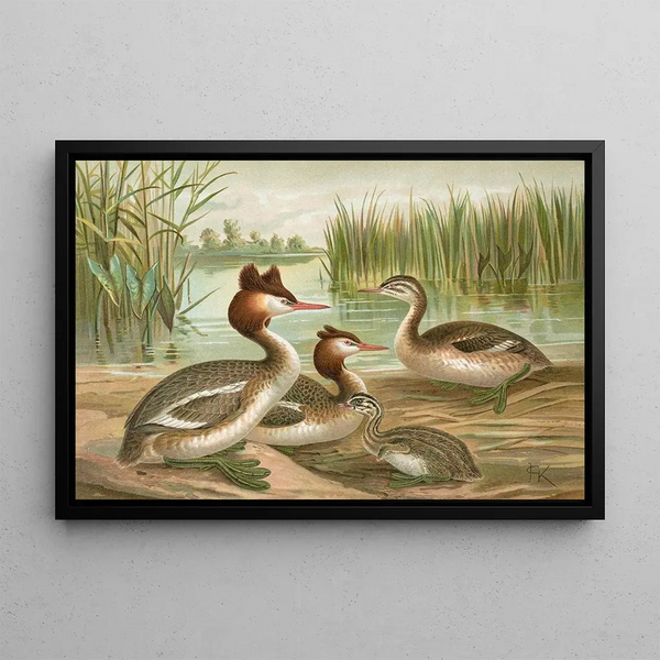 Johann Friedrich Naumann - Colymbus cristatus Grosser Lappentaucher.webp