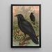 Corvus corax - Johann Friedrich Naumann — ingelijst kunstwerk aan de muur