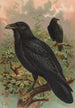 Corvus corax - Johann Friedrich Naumann — weergave van het kunstwerk