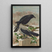 Corvus corone Corvus cornix - Johann Friedrich Naumann — ingelijst kunstwerk aan de muur