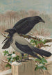 Corvus corone Corvus cornix - Johann Friedrich Naumann — weergave van het kunstwerk