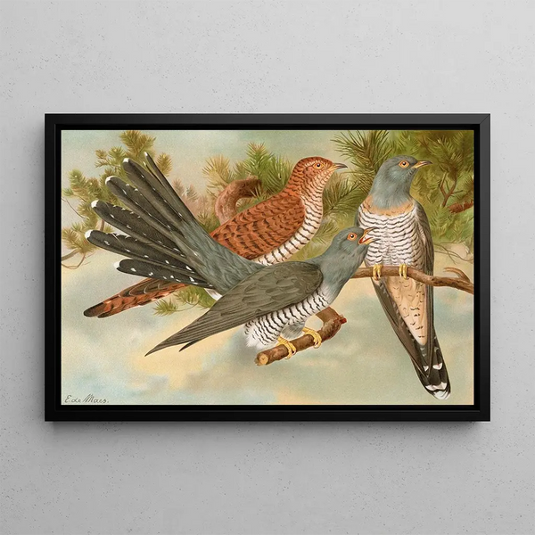 Johann Friedrich Naumann - Cuculus canorus.webp