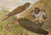 Cuculus canorus L - Johann Friedrich Naumann — weergave van het kunstwerk