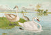 Cygnus olor - Johann Friedrich Naumann — weergave van het kunstwerk