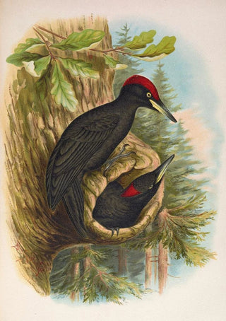 Johann Friedrich Naumann - Dryocopus martius.webp