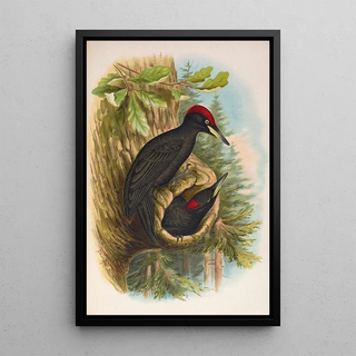 Johann Friedrich Naumann - Dryocopus martius.webp