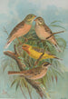 Emberiza hortulana Emberiza luteola Sparrm Emberiza chrysophrys Pall - Johann Friedrich Naumann — weergave van het kunstwerk