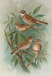 Emberiza rustica Pall Emberiza pusilla Pall - Johann Friedrich Naumann — weergave van het kunstwerk