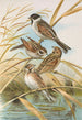 Emberiza schoeniclus - Johann Friedrich Naumann — weergave van het kunstwerk