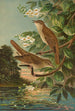 Erithacus luscinia Erithacus philomela - Johann Friedrich Naumann — weergave van het kunstwerk