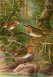 Erithacus rubeculus - Johann Friedrich Naumann — weergave van het kunstwerk