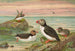 Fratercula arctica L Macareux arctique - Johann Friedrich Naumann — weergave van het kunstwerk