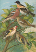 Fringilla montifringilla Fringilla coelebs Carduelis carduelis - Johann Friedrich Naumann — weergave van het kunstwerk