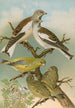 Fringilla nivalis Chloris chloris - Johann Friedrich Naumann — weergave van het kunstwerk