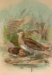 Gallinago gallinago - Johann Friedrich Naumann — weergave van het kunstwerk
