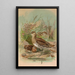 Gallinago gallinago - Johann Friedrich Naumann — ingelijst kunstwerk aan de muur