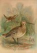 Gallinago major - Johann Friedrich Naumann — weergave van het kunstwerk