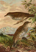 Geocichla mollissima - Johann Friedrich Naumann — weergave van het kunstwerk
