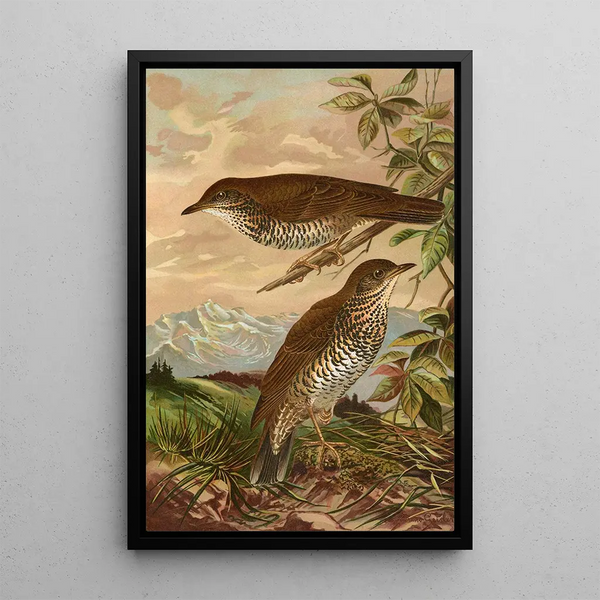 Johann Friedrich Naumann - Geocichla mollissima.webp