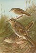 Geocichla varia Geocichla dauma - Johann Friedrich Naumann — weergave van het kunstwerk