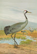 Grus grus - Johann Friedrich Naumann — weergave van het kunstwerk