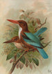 Halcyon smyrnensis - Johann Friedrich Naumann — weergave van het kunstwerk
