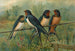 Hirundo rustica Hirundo rustica Savignii - Johann Friedrich Naumann — weergave van het kunstwerk