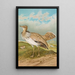 Houbara Macqueeni Gray - Johann Friedrich Naumann — ingelijst kunstwerk aan de muur