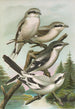 Lanius excubitor borealis Lanius meridionalis Lanius excubitor Homeyeri - Johann Friedrich Naumann — weergave van het kunstwerk