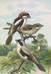 Lanius minor Lanius senator - Johann Friedrich Naumann — weergave van het kunstwerk