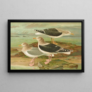 Johann Friedrich Naumann - Larus fuscus Larus marinus Larus glaucus Brunn.webp