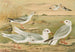 Larus minutus Pall, Larus ridibundus, Larus melanocephalus Natt, Larus Philadelphia Ord - Johann Friedrich Naumann — weergave van het kunstwerk
