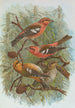 Loxia leucoptera Gm Loxia bifasciata Brehm - Johann Friedrich Naumann — weergave van het kunstwerk