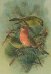 Loxia pityopsittacus Bechst - Johann Friedrich Naumann — weergave van het kunstwerk