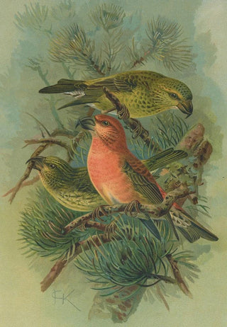 Johann Friedrich Naumann - Loxia pityopsittacus Bechst.webp