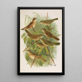 Johann Friedrich Naumann - Lusciniola fuscata melanopogon Locustella naevia luscinioides certhiola.webp